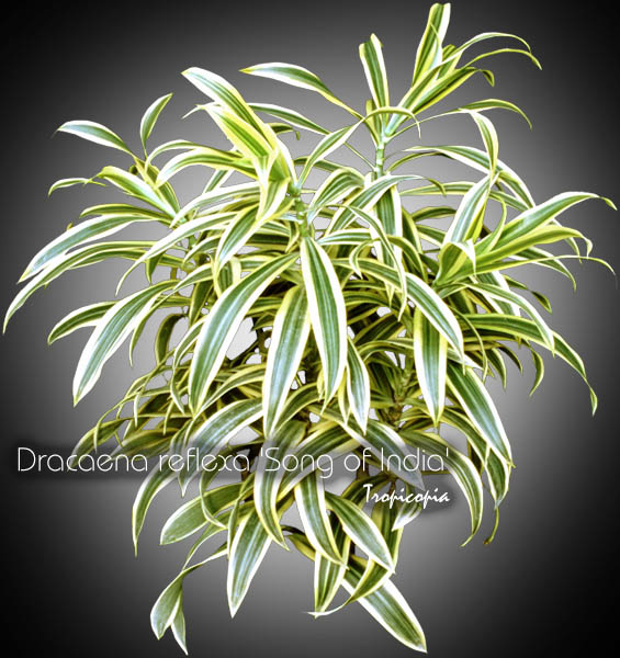 Dracaena - Dracaena reflexa 'Song of India' - Yellow Malaysian Dracaena